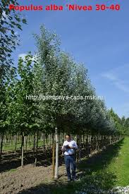 Attēlu rezultāti vaicājumam “Populus alba Nivea”