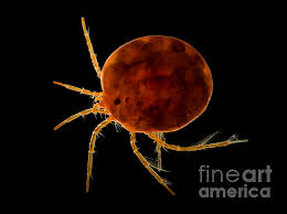 Attēlu rezultāti vaicājumam “Hydrachna”