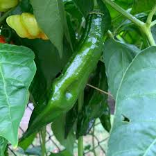 Afbeeldingsresultaat voor aji panca hot pepper