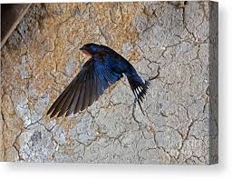 Attēlu rezultāti vaicājumam “Hirundo rustica”