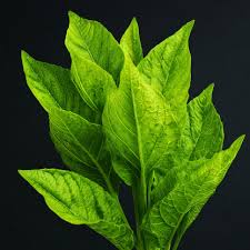 Attēlu rezultāti vaicājumam “Nicotiana tabacum leaf”