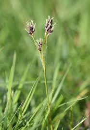 Attēlu rezultāti vaicājumam “Luzula campestris flower”