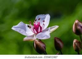 Attēlu rezultāti vaicājumam “Butomus umbellatus bud”