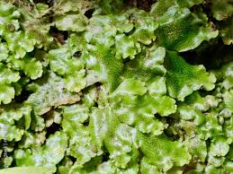 Attēlu rezultāti vaicājumam “Marchantiopsida”