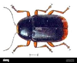 Attēlu rezultāti vaicājumam “Cryptocephalus pusillus”