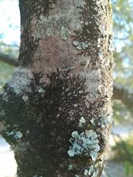 Attēlu rezultāti vaicājumam “Frullania dilatata”