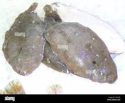 Image result for Solea solea