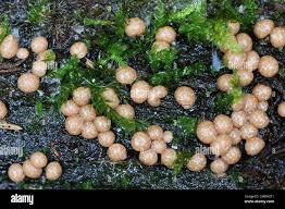 Attēlu rezultāti vaicājumam “Diderma radiatum macro”