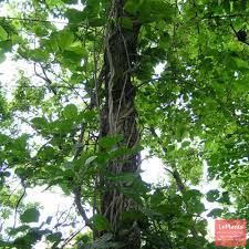 Attēlu rezultāti vaicājumam “Celastrus flagellaris”