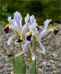 Attēlu rezultāti vaicājumam “Iris rosenbachiana flower”