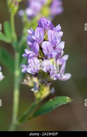Attēlu rezultāti vaicājumam “Medicago sativa subsp. falcata leaf”