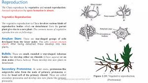 Attēlu rezultāti vaicājumam “Chara aspera male”