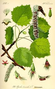 Attēlu rezultāti vaicājumam “Populus tremula”