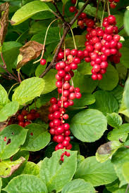 Attēlu rezultāti vaicājumam “Schisandra chinensis flower”