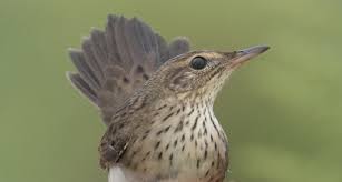 Image result for Locustella certhiola