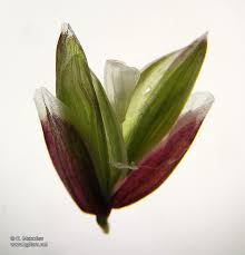 Attēlu rezultāti vaicājumam “Melica nutans flower”