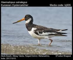 Attēlu rezultāti vaicājumam “Haematopus ostralegus”