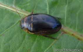 Attēlu rezultāti vaicājumam “Hydaticus transversalis”