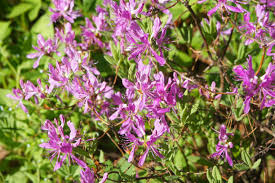 Attēlu rezultāti vaicājumam “Rhododendron canadense”