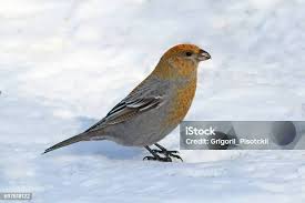 Attēlu rezultāti vaicājumam “Pinicola enucleator adult”