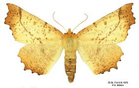 Attēlu rezultāti vaicājumam “Ennomos autumnaria male”