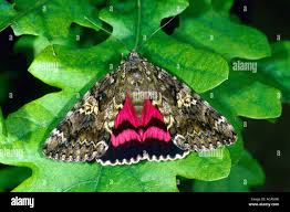 Attēlu rezultāti vaicājumam “Catocala sponsa”