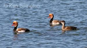 Image result for Netta rufina