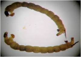 Attēlu rezultāti vaicājumam “Chironomidae larva”