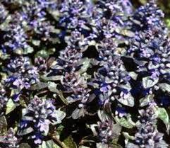 Attēlu rezultāti vaicājumam “Ajuga pyramidalis”