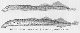 Image result for Lampetra fluviatilis