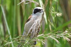 Attēlu rezultāti vaicājumam “Remiz pendulinus”