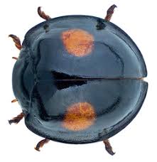 Attēlu rezultāti vaicājumam “Chilocorus renipustulatus”