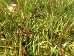 Attēlu rezultāti vaicājumam “Plantago uniflora”