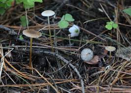 Attēlu rezultāti vaicājumam “Strobilurus esculentus”