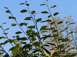 Attēlu rezultāti vaicājumam “Cotoneaster multiflorus leaf”