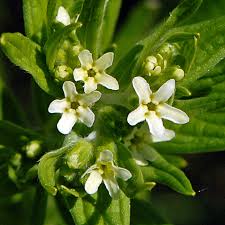 Attēlu rezultāti vaicājumam “Lithospermum officinale”