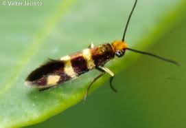 Attēlu rezultāti vaicājumam “Micropterix aureatella”
