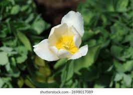 Attēlu rezultāti vaicājumam “Tulipa gesneriana flower”