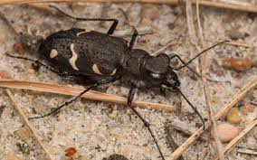 Attēlu rezultāti vaicājumam “Cicindela sylvatica”