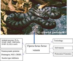 Attēlu rezultāti vaicājumam “Vipera berus”