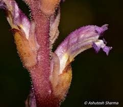 Attēlu rezultāti vaicājumam “Orobanche elatior flower”