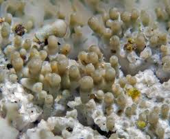 Attēlu rezultāti vaicājumam “Pertusaria coccodes”