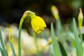 Attēlu rezultāti vaicājumam “Narcissus bud”