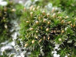 Attēlu rezultāti vaicājumam “Orthotrichum speciosum”