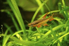 Image result for Aphyosemion