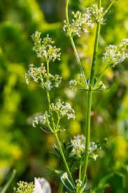 Attēlu rezultāti vaicājumam “Galium album bud”