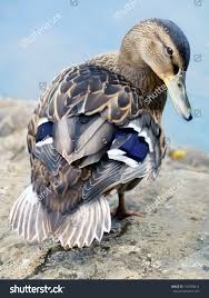 Attēlu rezultāti vaicājumam “Anas platyrhynchos female”