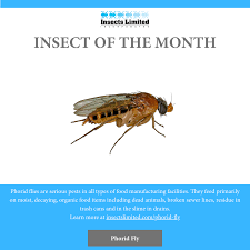 Attēlu rezultāti vaicājumam “Phoridae”