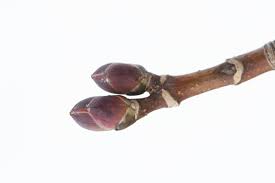 Attēlu rezultāti vaicājumam “Acer platanoides”