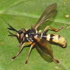 Attēlu rezultāti vaicājumam “Conopidae”